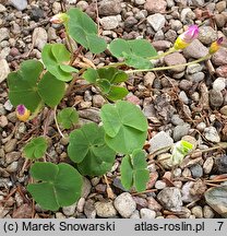 Oxalis depressa