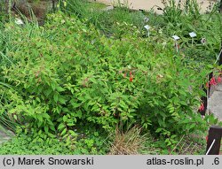 Fuchsia magellanica (fuksja magellańska)