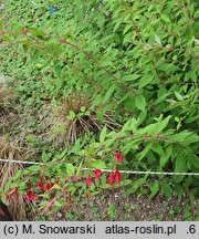 Fuchsia magellanica (fuksja magellańska)