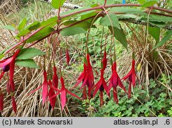 Fuchsia magellanica (fuksja magellańska)