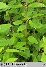 Fuchsia magellanica (fuksja magellańska)