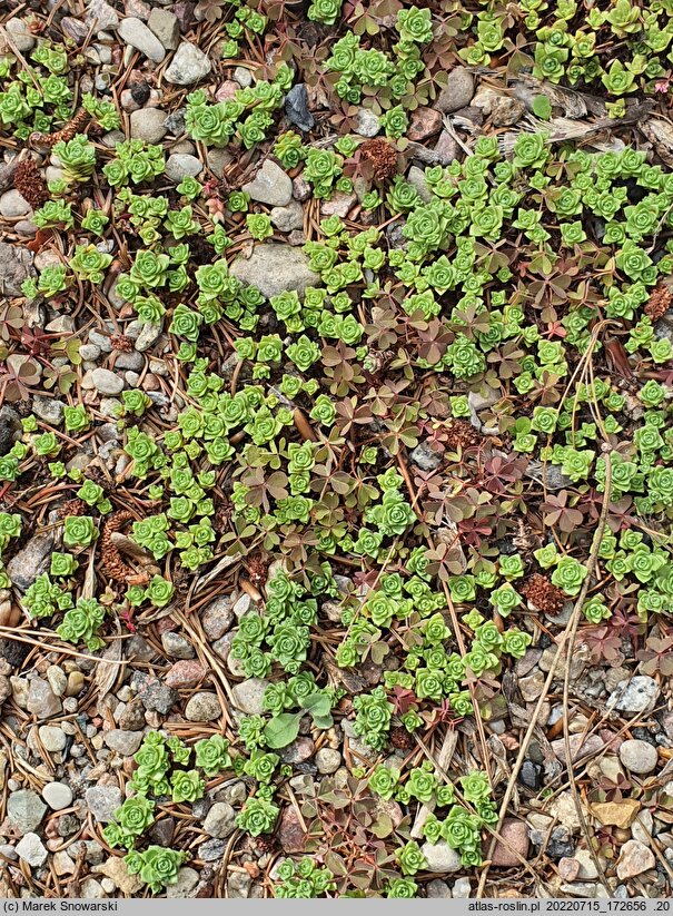 Crassula setulosa ssp. curta var. curta (grubosz Millforda)