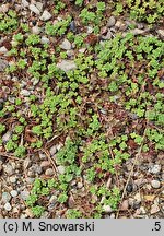 Crassula setulosa ssp. curta var. curta (grubosz Millforda)