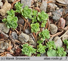 Crassula setulosa ssp. curta var. curta (grubosz Millforda)