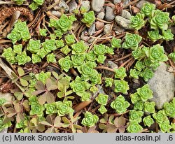 Crassula setulosa ssp. curta var. curta (grubosz Millforda)
