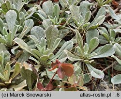 Antennaria parviflora (ukwap drobnokwiatowy)