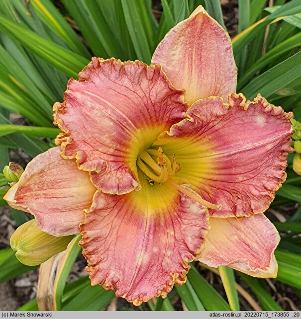 Hemerocallis ×hybrida Clothed in Glory