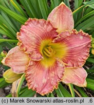 Hemerocallis ×hybrida Clothed in Glory