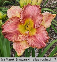 Hemerocallis ×hybrida Clothed in Glory
