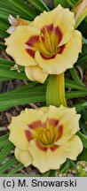 Hemerocallis ×hybrida Jott Wee Dee