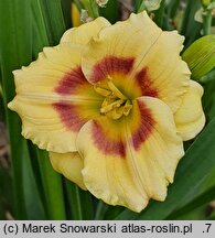 Hemerocallis ×hybrida Jott Wee Dee