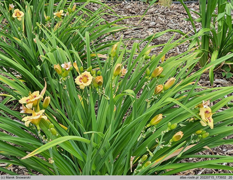 Hemerocallis ×hybrida Jott Wee Dee