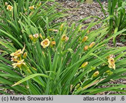 Hemerocallis ×hybrida Jott Wee Dee