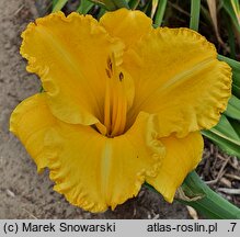 Hemerocallis ×hybrida Ever So Ruffled