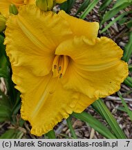 Hemerocallis ×hybrida Ever So Ruffled