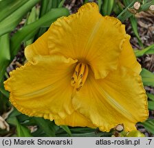 Hemerocallis ×hybrida Ever So Ruffled