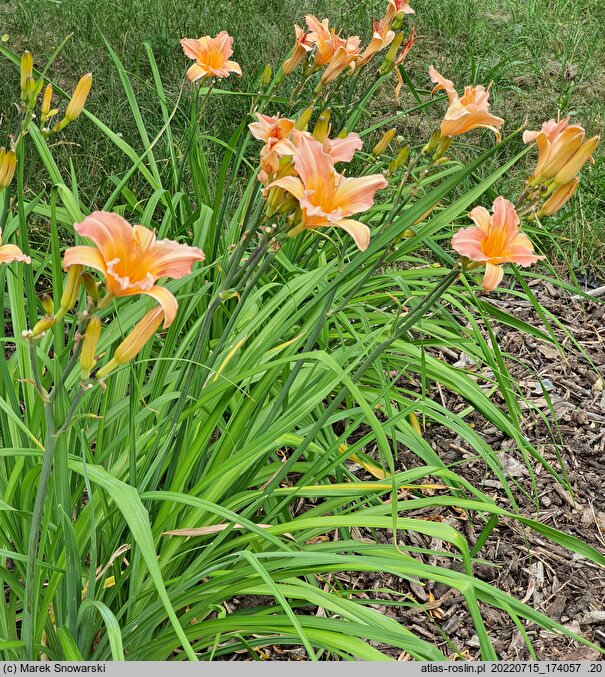 Hemerocallis ×hybrida Lady Inara Cubiles