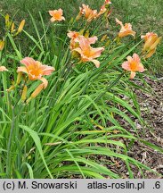 Hemerocallis ×hybrida Lady Inara Cubiles