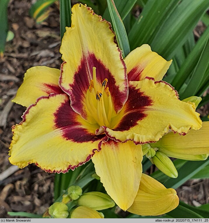 Hemerocallis ×hybrida (liliowiec ogrodowy)