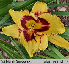 Hemerocallis ×hybrida (liliowiec ogrodowy)