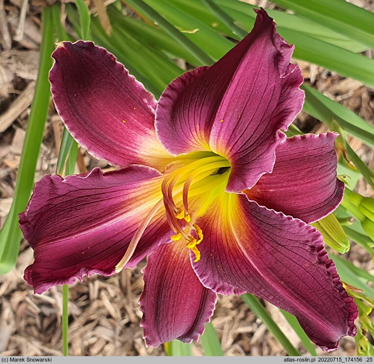 Hemerocallis ×hybrida Indian Giver