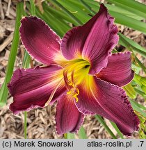 Hemerocallis ×hybrida Indian Giver