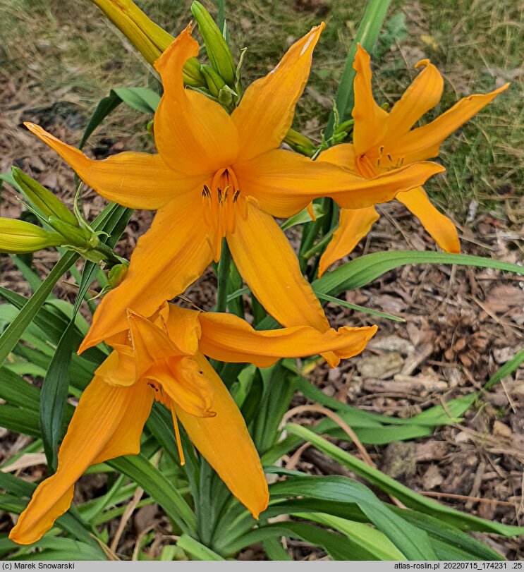 Hemerocallis ×hybrida Valiant