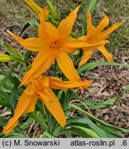Hemerocallis ×hybrida Valiant