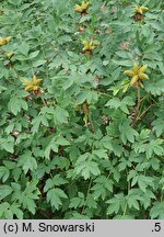 Paeonia rockii (piwonia krzewiasta Rocka)