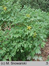 Paeonia rockii (piwonia krzewiasta Rocka)