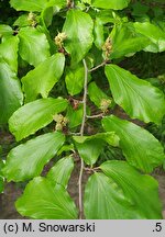 Parrotia persica (parrocja perska)