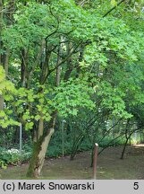 Acer oliverianum