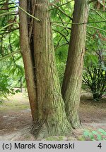 Cunninghamia lanceolata (kaningamia chińska)