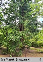 Cunninghamia lanceolata (kaningamia chińska)