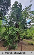 Cunninghamia lanceolata (kaningamia chińska)