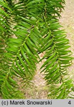 Cunninghamia lanceolata (kaningamia chińska)