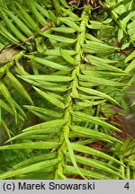 Cunninghamia lanceolata (kaningamia chińska)