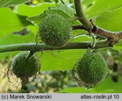 Broussonetia papyrifera (brusonecja chińska)