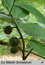 Broussonetia papyrifera (brusonecja chińska)