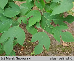 Broussonetia papyrifera (brusonecja chińska)