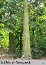 Calocedrus decurrens Columnaris