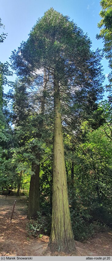 Calocedrus decurrens Columnaris