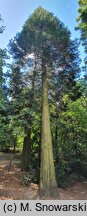Calocedrus decurrens Columnaris