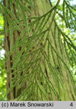 Calocedrus decurrens Columnaris