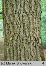 Sassafras albidum (sasafras lekarski)