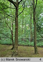 Sassafras albidum (sasafras lekarski)