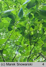 Sassafras albidum (sasafras lekarski)