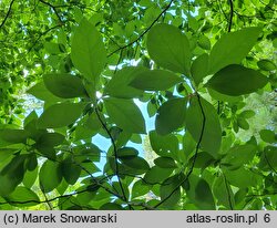 Sassafras albidum (sasafras lekarski)