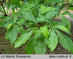 Franklinia alatamaha (franklinia amerykańska)