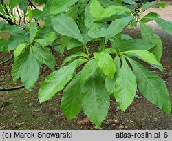 Franklinia alatamaha (franklinia amerykańska)